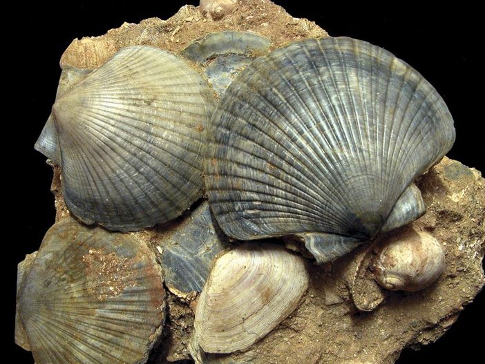 Oggi, domenica, torna "Tracce vicine di mari lontani", ultimo appuntamento dell'anno dell'Ente Parchi di Asti Oggi, domenica, torna "Tracce vicine di mari lontani", ultimo appuntamento dell'anno dell'Ente Parchi di Asti