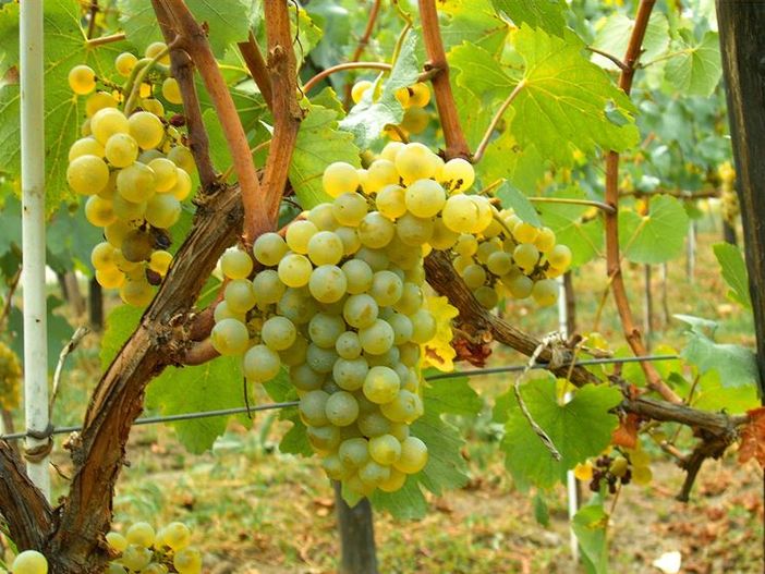 Coldiretti Piemonte: "Moscato Docg: no allargamento dei confini”