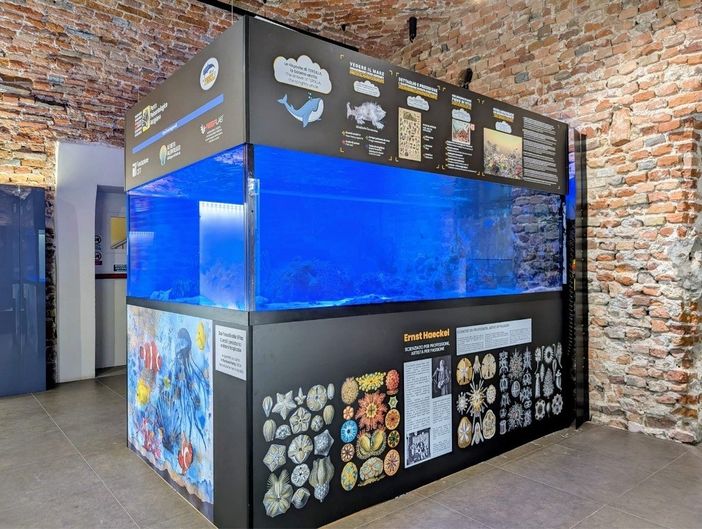 L'acquario tropicale in via di allestimento L'acquario tropicale in via di allestimento