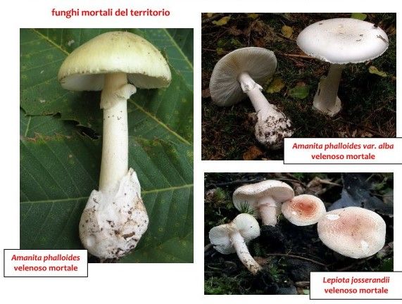 L’Asl mette in guardia contro il rischio di consumare funghi velenosi