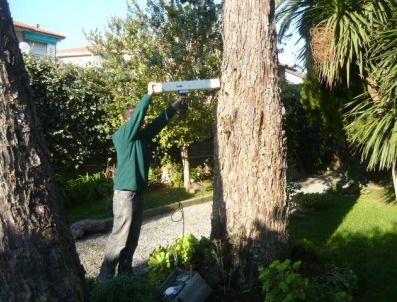 In viale Risorgimento a Canelli 29 alberi in condizioni precarie. Il sindaco: "Serve una sostituzione"