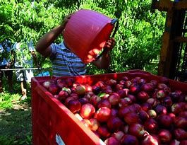 A Calamandrana primo appuntamento delle 'Colline della cultura' A Calamandrana primo appuntamento delle 'Colline della cultura'