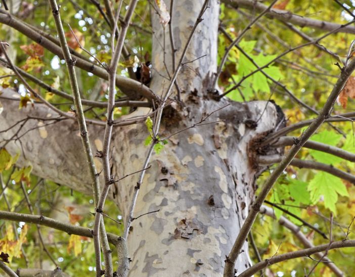 Uno dei sette platani di corso Savona