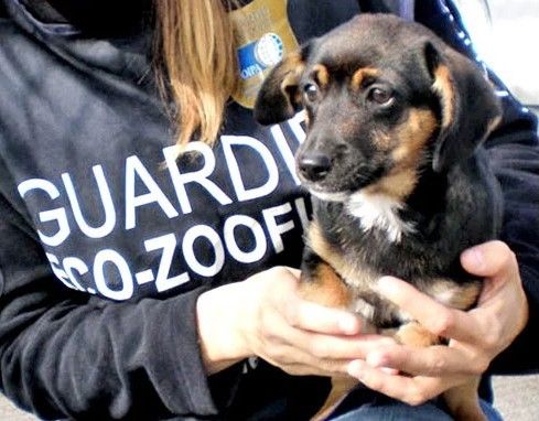 Guardia eco-zoofila (ph. Oipa)