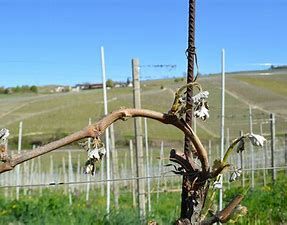 Scade oggi la possibilità di accedere al fondo di solidarietà per le gelate di aprile