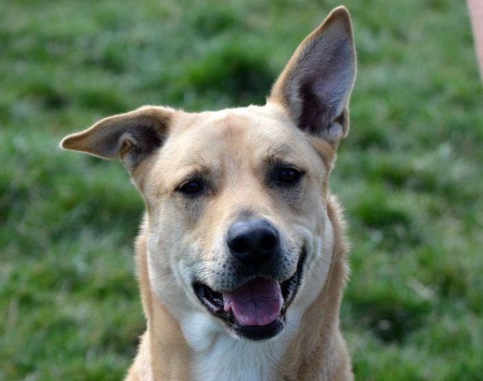 Pablo "il Biondo" cerca casa. In canile da quasi 4 anni, prima viveva legato a un termosifone