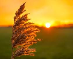 Il phoen ha portato forti venti in Piemonte e alte temperature. Da mercoledì torna il freddo Il phoen ha portato forti venti in Piemonte e alte temperature. Da mercoledì torna il freddo