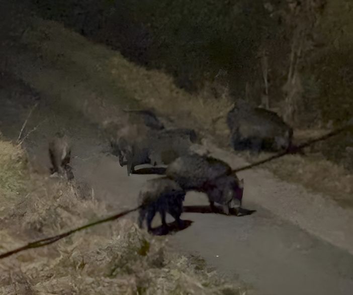Asti, cinghiali a passeggio in zona Obi: avvistamenti anche nel pomeriggio