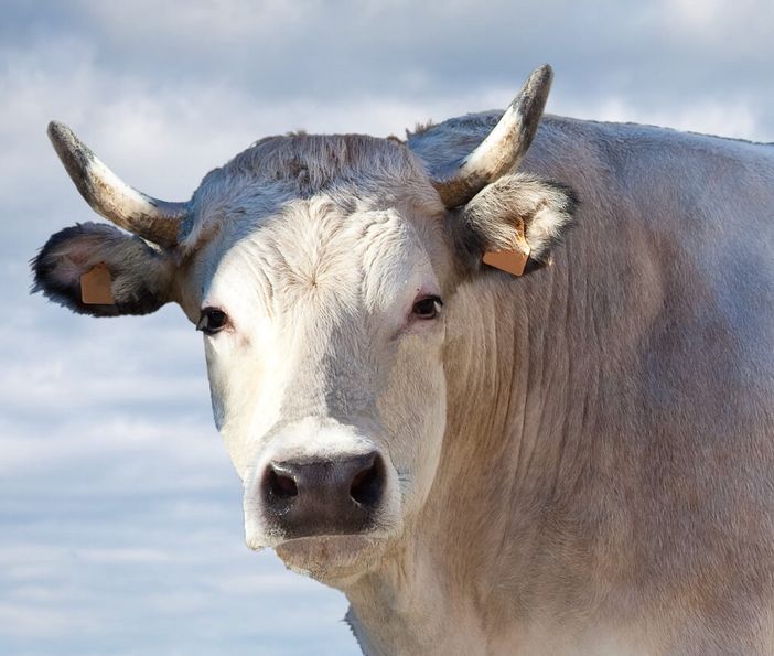 Fiera Nazionale di Sua Maestà il Bue Grasso di Moncalvo: il grande rito d’inverno del Monferrato Fiera Nazionale di Sua Maestà il Bue Grasso di Moncalvo: il grande rito d’inverno del Monferrato