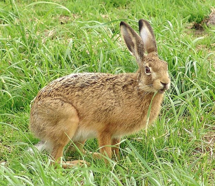 Assolto con formula piena l'ex tesoriere di Federcaccia Asti per il caso 'Lepus aliena'