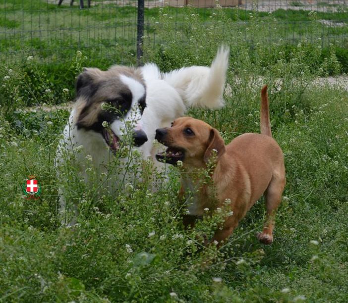 210mila euro a sostegno dei canili sanitari di prima accoglienza del Piemonte 210mila euro a sostegno dei canili sanitari di prima accoglienza del Piemonte