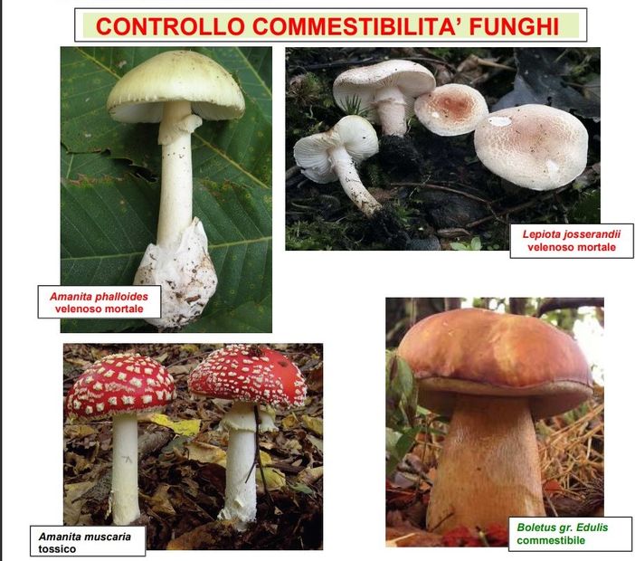 I consigli degli esperti per evitare brutte sorprese mangiando i funghi 'sbagliati' I consigli degli esperti per evitare brutte sorprese mangiando i funghi 'sbagliati'