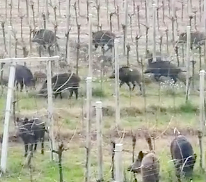 Animali selvatici: Murgia (ATC) propone la sterilizzazione e Cia chiede un tavolo regionale con il supporto di esperti Animali selvatici: Murgia (ATC) propone la sterilizzazione e Cia chiede un tavolo regionale con il supporto di esperti