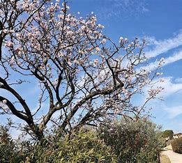 Si temono fioriture anticipate Si temono fioriture anticipate