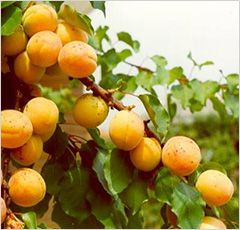 Alle origini della nostra tavola: la cooperativa frutticola Albifrutta