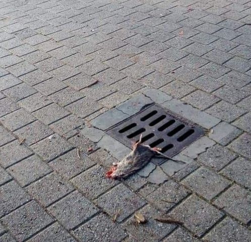 &quot;C'è un topo sulla piazza&quot;. A Motta di Costigliole &quot;disagi&quot; questa mattina per un grosso ratto su un tombino