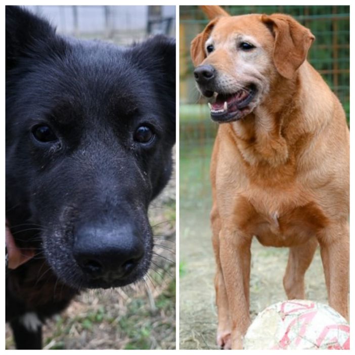 Mirka e Tyler, vecchietti brillanti al Canile di Asti