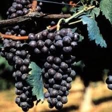 Il Brachetto d'Acqui Docg è in declino. Occorre rilanciare il comparto con strategie chiare e concrete