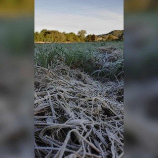 La brina in Val Rilate (Foto Dati Meteo Asti)