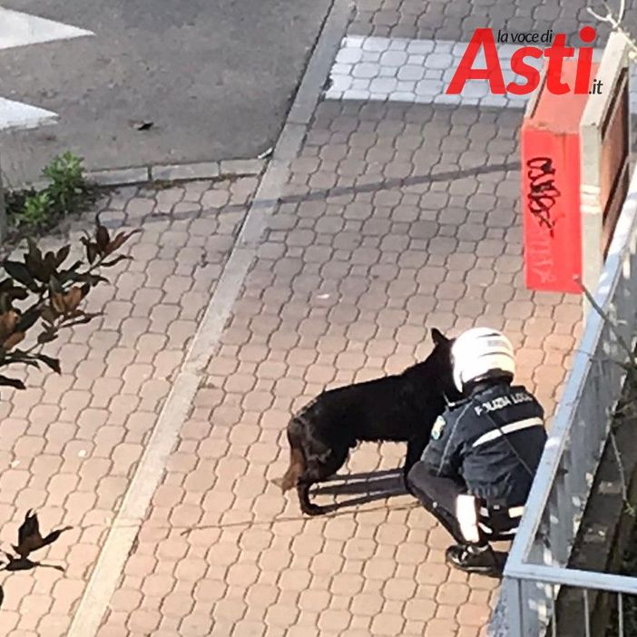 Cane nero in mezzo alla strada in viale Partigiani. Si è smarrito?