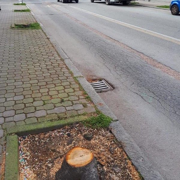 asti, ceppi tagliati in corso Matteotti, presto a dimora nuove piante asti, ceppi tagliati in corso Matteotti, presto a dimora nuove piante