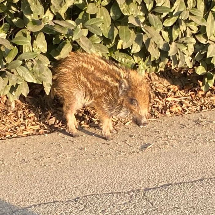 La foto è stata scattata durante il tentativo di "cattura" da parte della Municipale