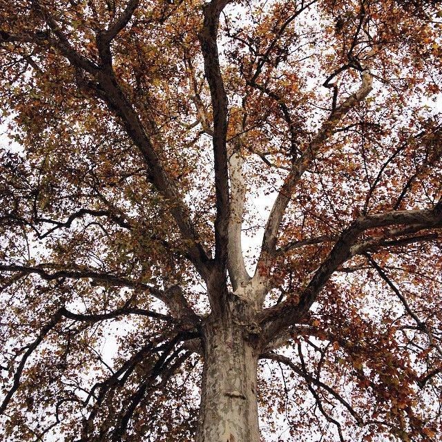 Il platano di Palazzo Alfieri Il platano di Palazzo Alfieri