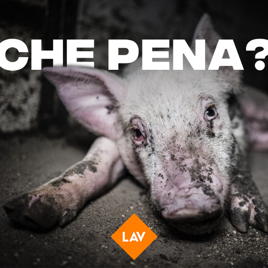 #chimaltrattapaga. Lav torna nelle piazze con la petizione per chiedere pene più severe contro il maltrattamento [VIDEO]