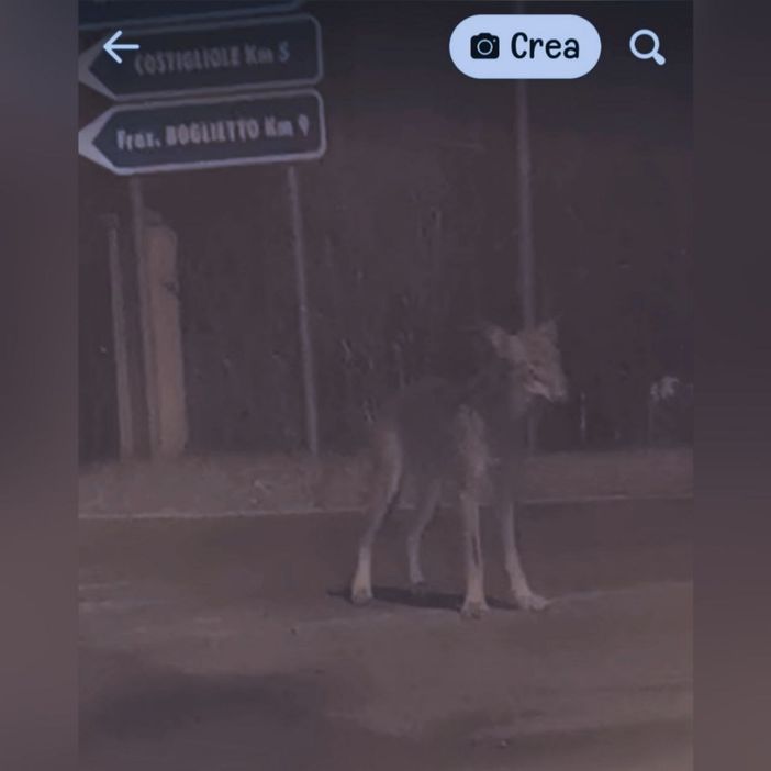 Frame tratto dal video di G.Z sul gruppo Fb Costigliole Frame tratto dal video di G.Z sul gruppo Fb Costigliole