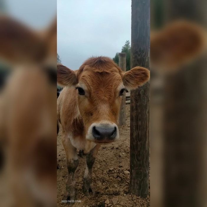 Una delle mucche ospiti