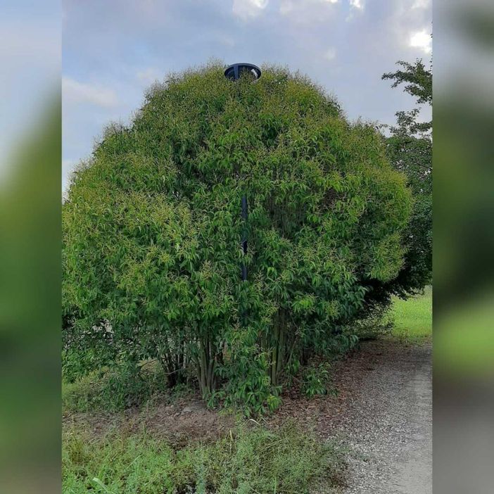 Ambiente Asti non intendeva questo, quando chiedeva di preservare il verde