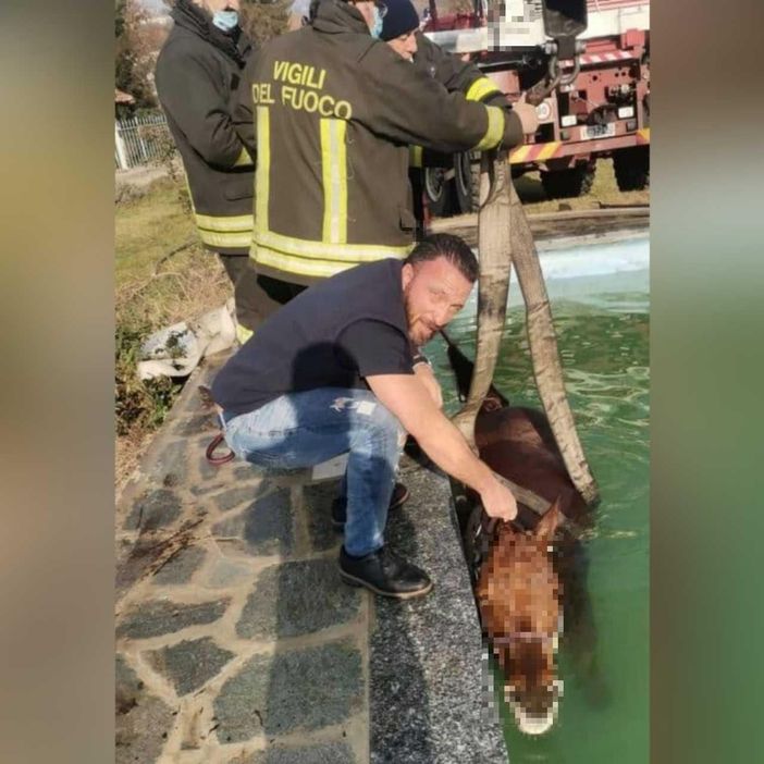 I vigili del fuoco astigiani hanno salvato un cavallo caduto in una piscina