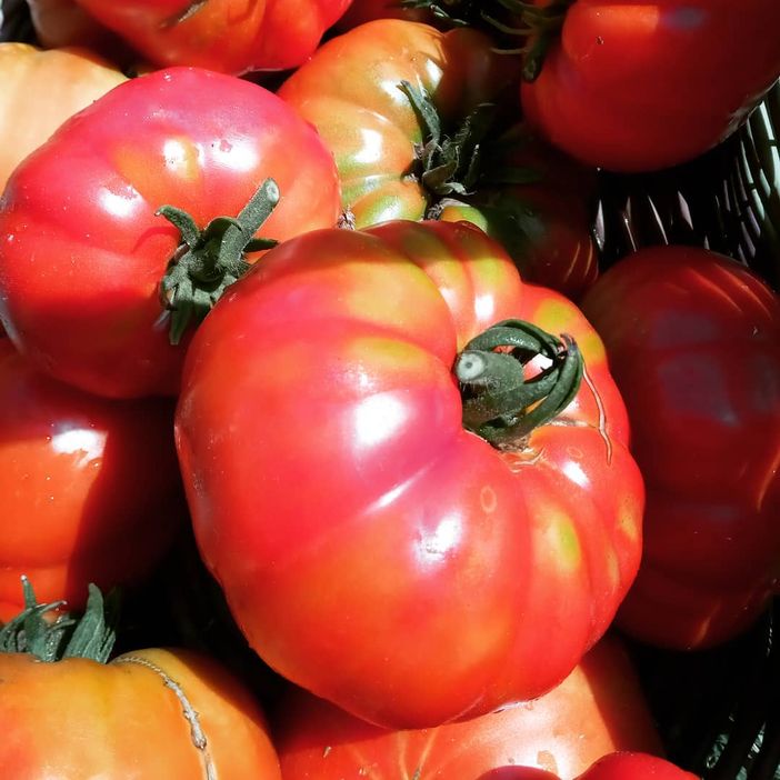 Il pomodoro Cerrato d'Asti