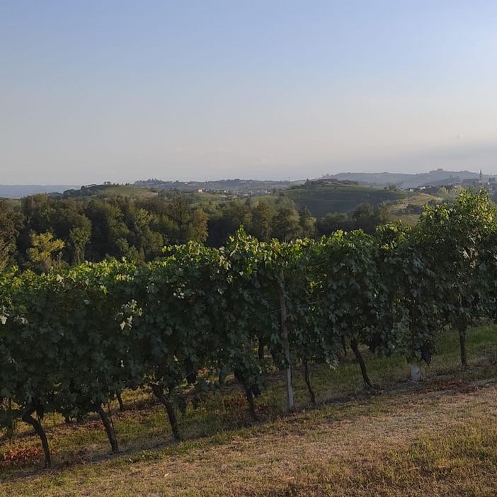 Oggi a San Damiano camminata tra le colline dei vini astigiani con 'Camminare lentamente'