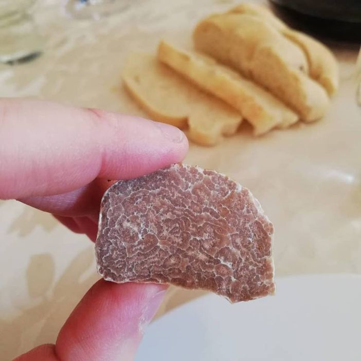 Il "mondo dei tartufi" in un nuovo sito completamente dedicato al prezioso fungo ipogeo