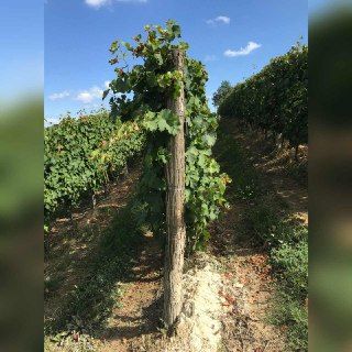 Vendemmia: uve sane, qualità ottima, quantità inferiore alle previsioni di un mese fa Vendemmia: uve sane, qualità ottima, quantità inferiore alle previsioni di un mese fa