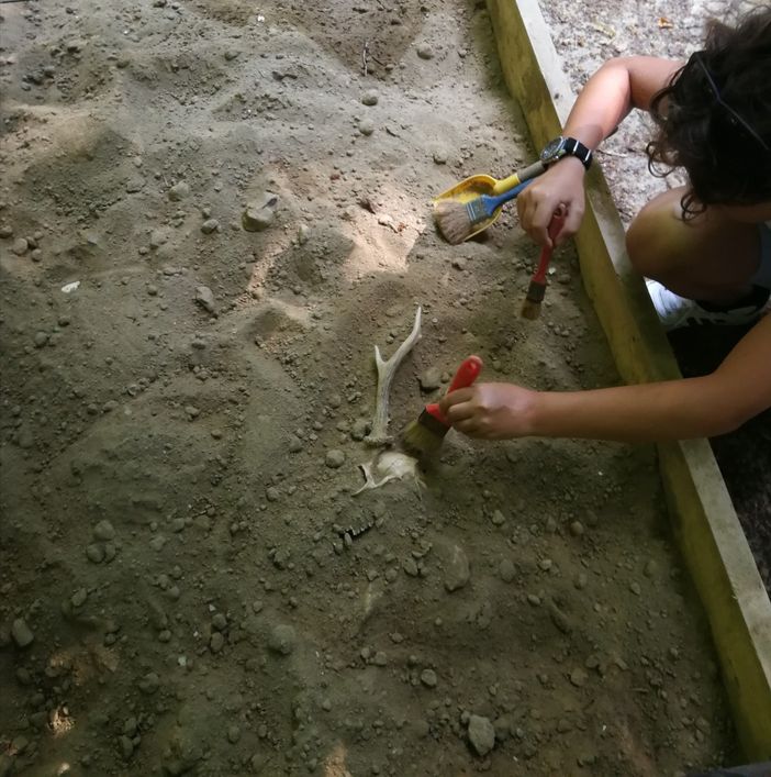 Due importanti appuntamenti nel mese di agosto per il Parco Paleontologico Astigiano Due importanti appuntamenti nel mese di agosto per il Parco Paleontologico Astigiano