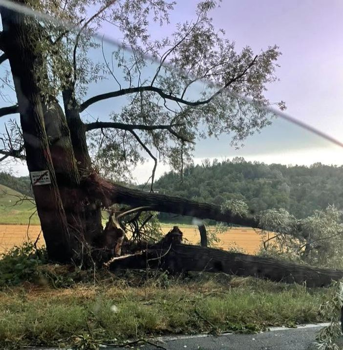Albero in viale don Bianco