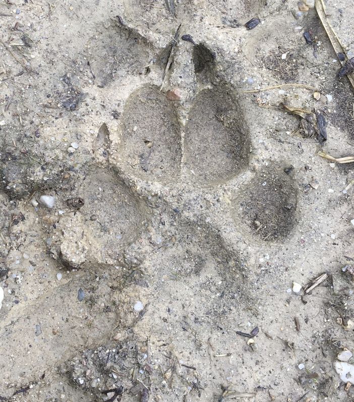 &quot;Il lupo non è una minaccia ma una risorsa&quot;: comparso a Lago Stella è stato &quot;immortalato&quot;