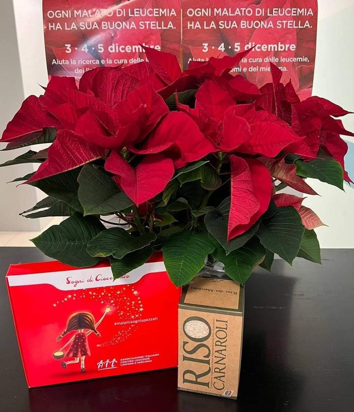 Le stelle di Natale (floreali e di cioccolato) proposte dai volontari