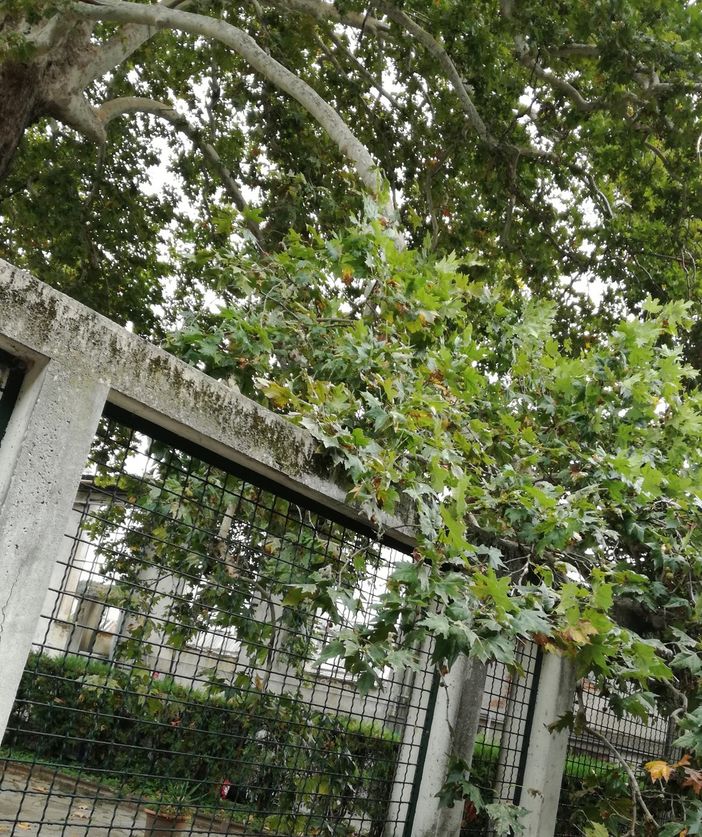 Lettera aperta a tutela del platano ultracentenario del Circolo Way Assauto di Asti