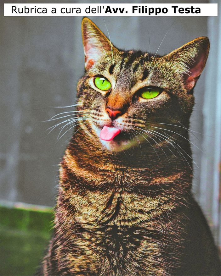 "L’uomo è il più crudele degli animali" (Nietzsche) "L’uomo è il più crudele degli animali" (Nietzsche)