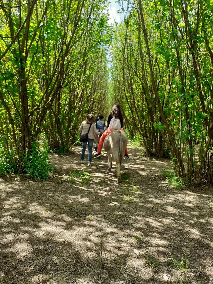 Un'estate passeggiando nel verde... in sella a simpatici asinelli Un'estate passeggiando nel verde... in sella a simpatici asinelli