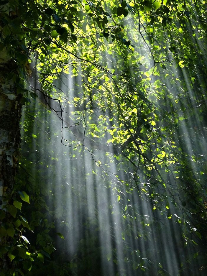 Una rinascita nel bosco: il viaggio di Luca Tresoldi attraverso la fotografia e la sensibilità chimica multipla Una rinascita nel bosco: il viaggio di Luca Tresoldi attraverso la fotografia e la sensibilità chimica multipla