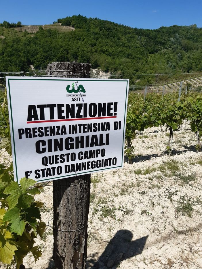 Peste suina, Coldiretti: &quot;Pochi abbattimenti di cinghiali, emergenza senza fine&quot;