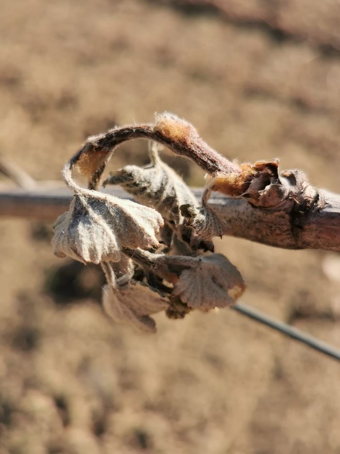 Le gelate danneggiano i raccolti: Cia Piemonte chiede lo stato di calamità naturale Le gelate danneggiano i raccolti: Cia Piemonte chiede lo stato di calamità naturale