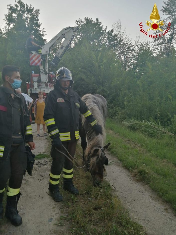 Cavallo scivola in una scarpata, salvato dai pronto intervento dei vigili del fuoco Cavallo scivola in una scarpata, salvato dai pronto intervento dei vigili del fuoco