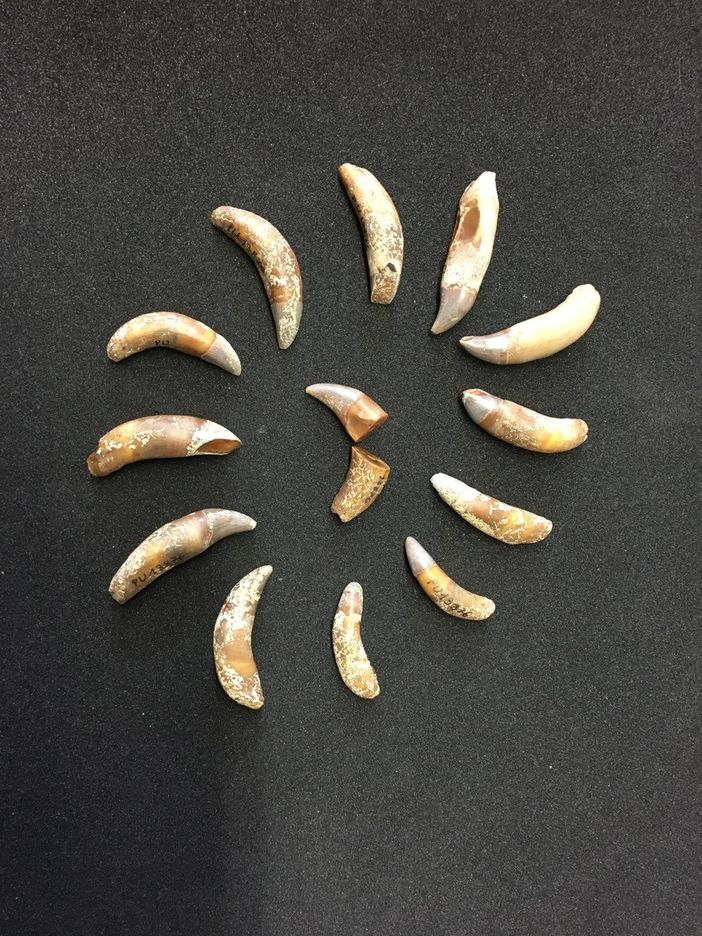 Denti delfinide