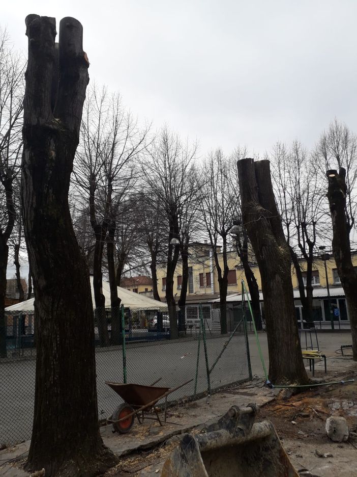 Legambiente esprime sconcerto per l'abbattimento di 12 alberi all'interno del circolo Way Assauto Legambiente esprime sconcerto per l'abbattimento di 12 alberi all'interno del circolo Way Assauto