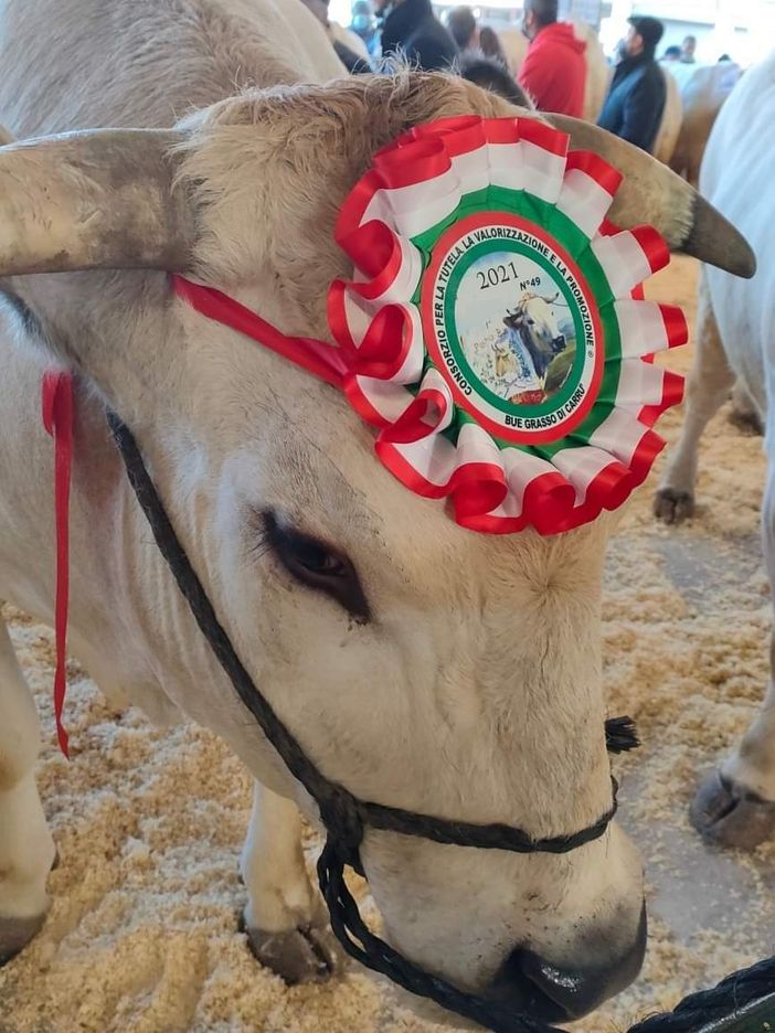 Carrù celebra la razza piemontese: asta del bue, pranzo e giochi alla nona Festa della Carne Carrù celebra la razza piemontese: asta del bue, pranzo e giochi alla nona Festa della Carne